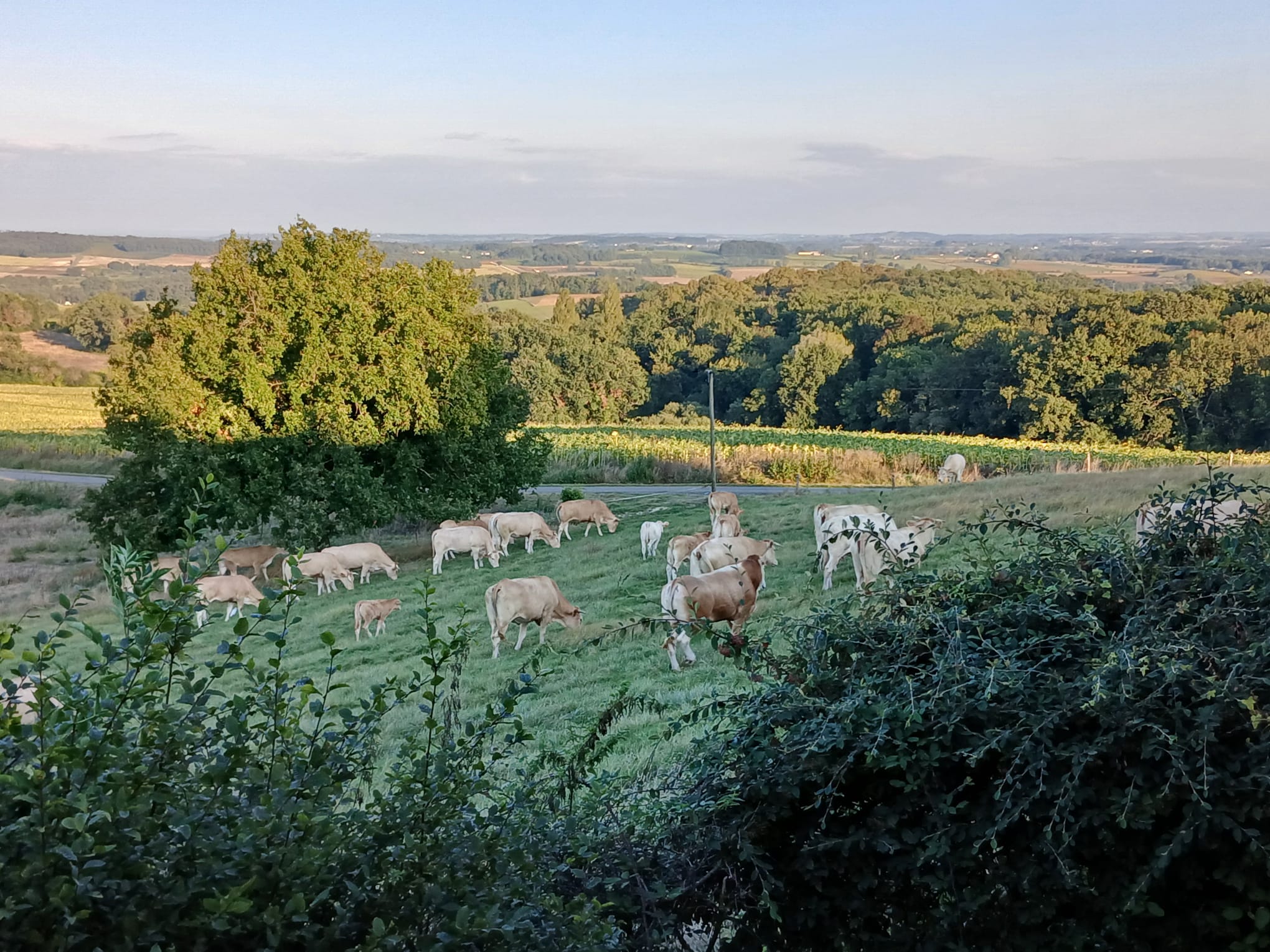 Ferme Label Blonde de Falu